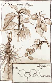 Tabernanthe Iboga
