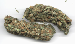 Medical Marijuana Buds